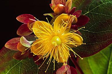 《宝可梦直面会》时长遭泄露 或将成系列最长发布会